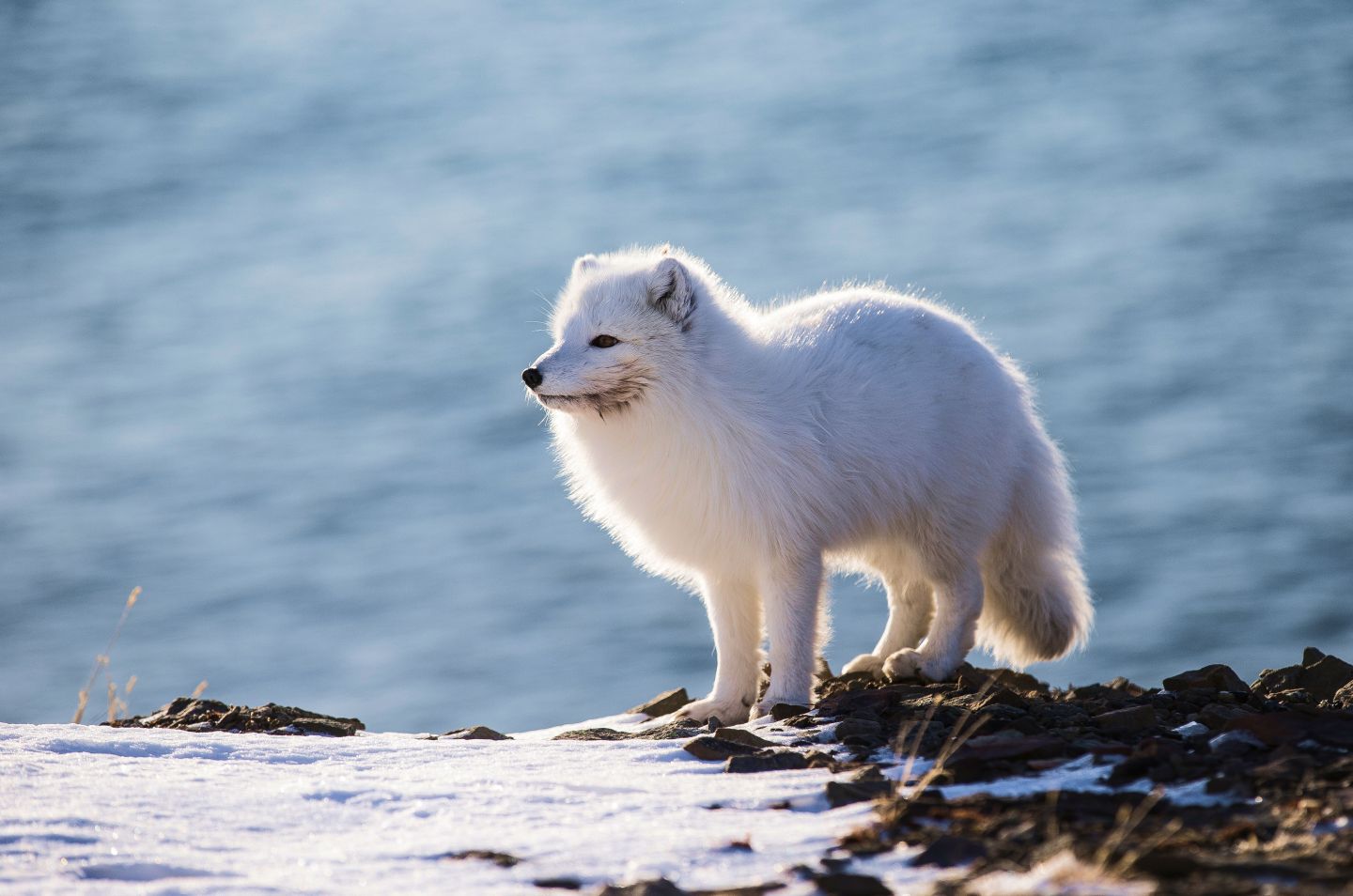 expedition card background