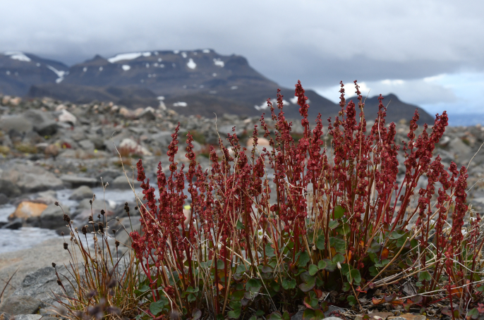 greenland plant life